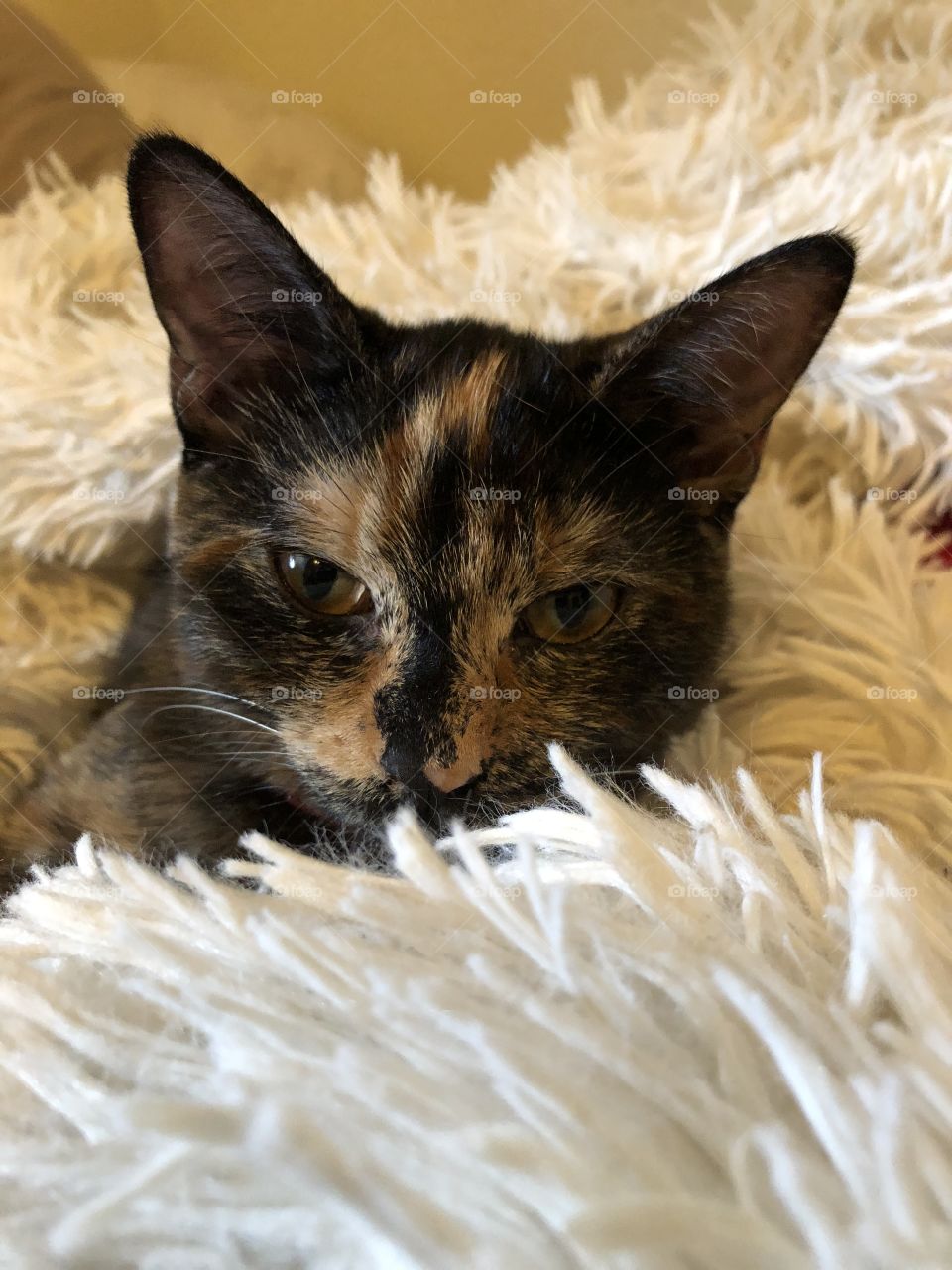 Gizmo is such a cuddle bug 