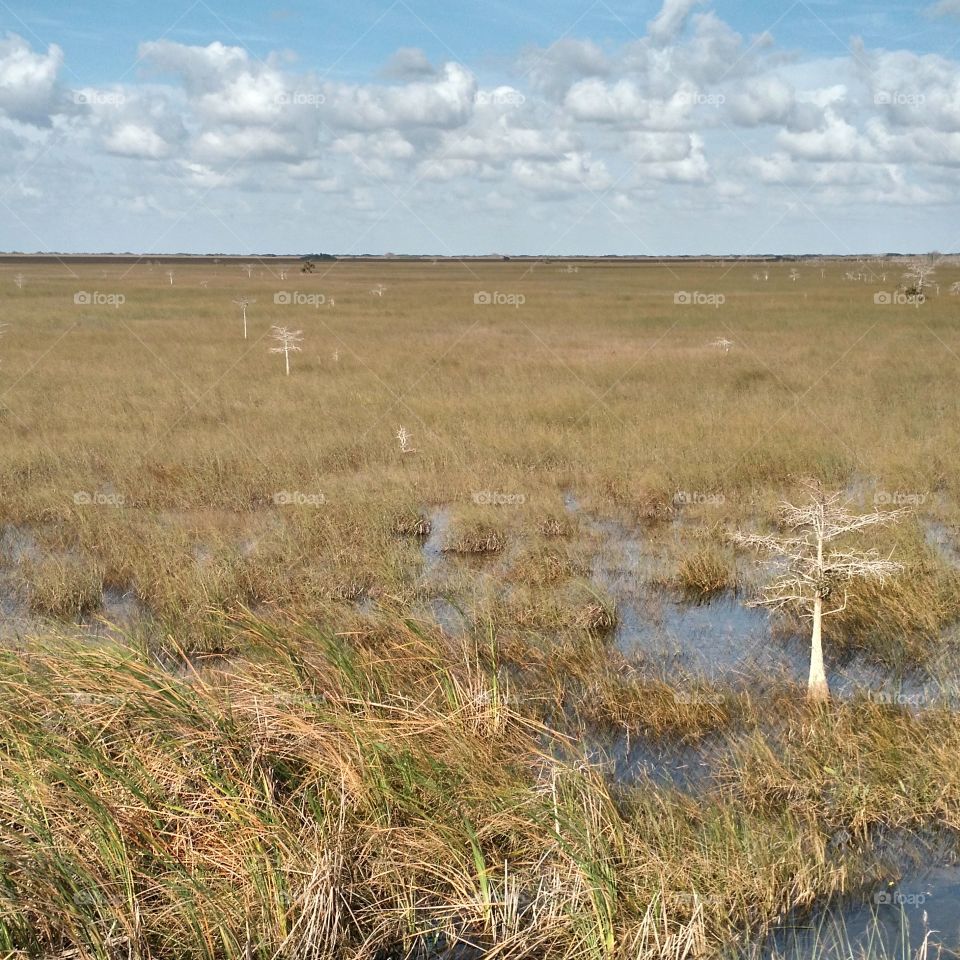 Everglades topography