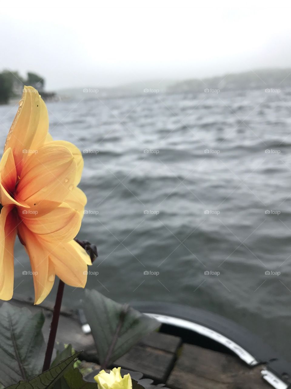 flower looking into water