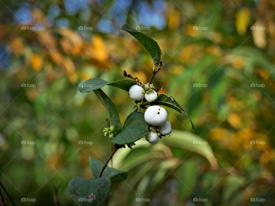 snowberries