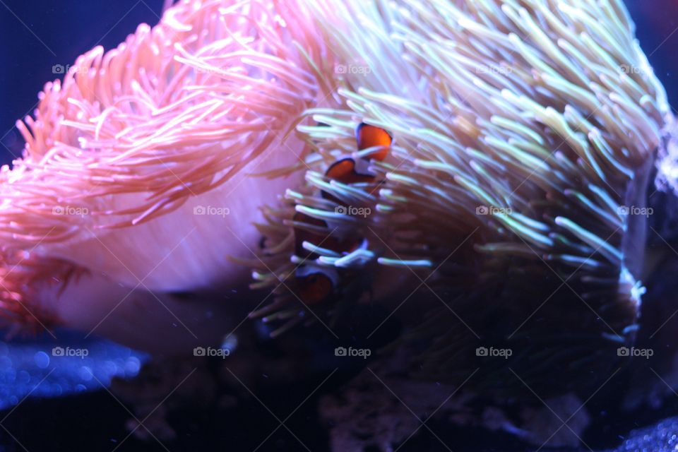 Anemone with clown fish 