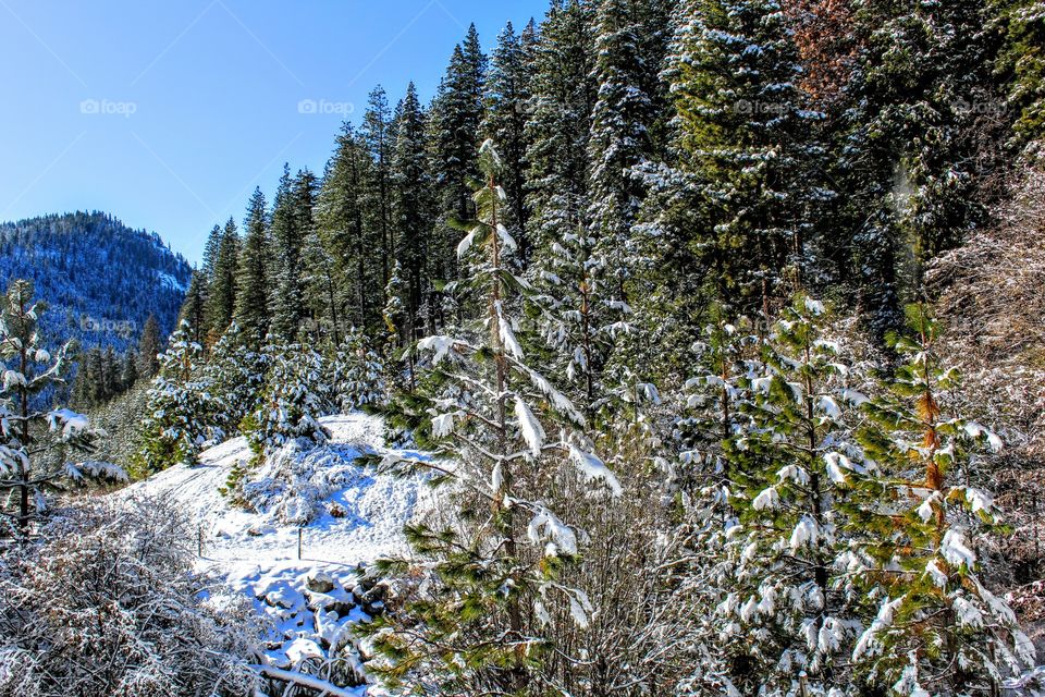 winter time in theSierras