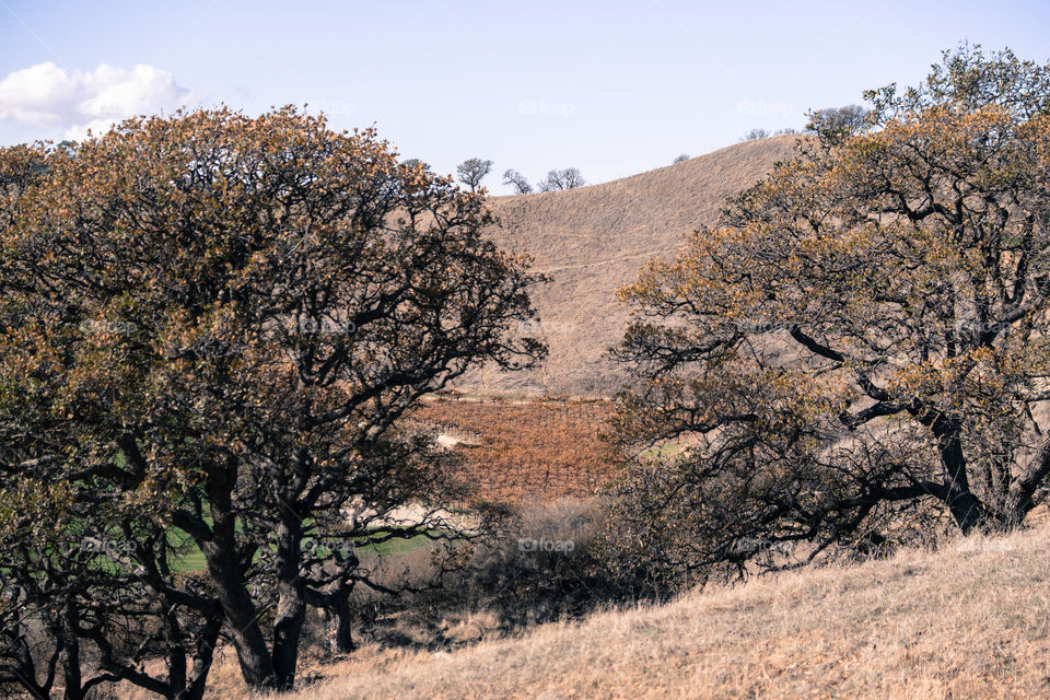 Trees on a hill with dry grass.