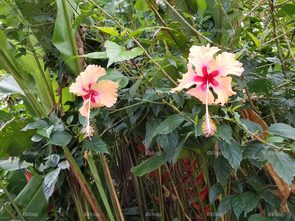 Hibiscus twin flowers