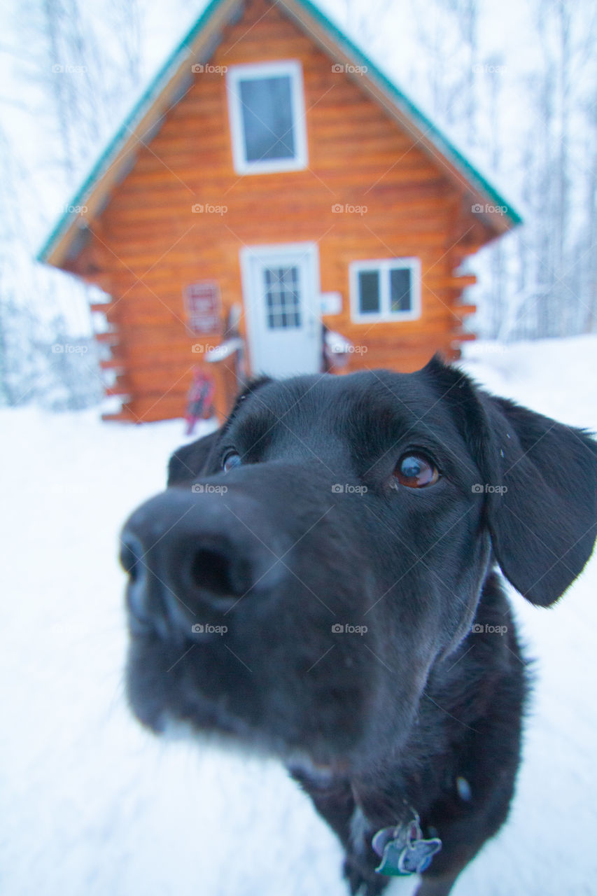 Adventure puppy outside at a snowy cabin in Alaska in December 