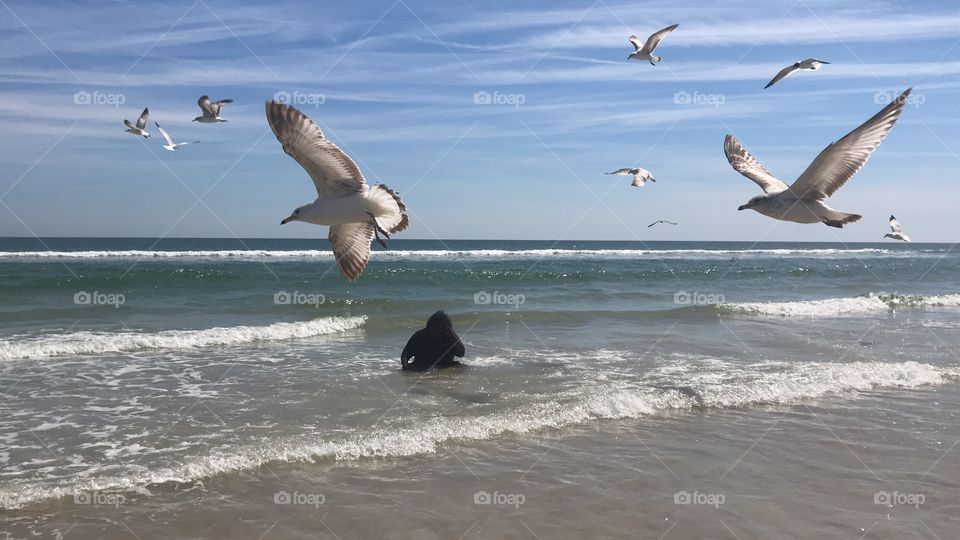 Seagulls, Bird, Water, Sea, Beach