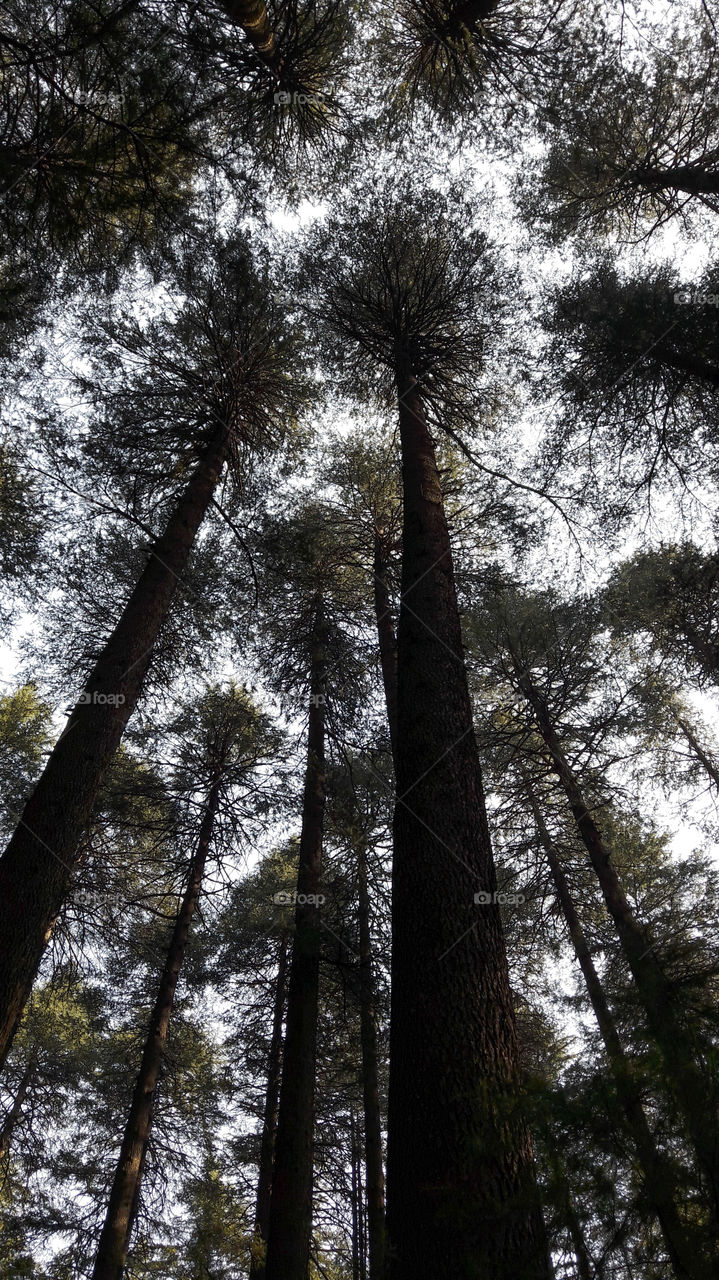 Tall Deodar trees in Manali