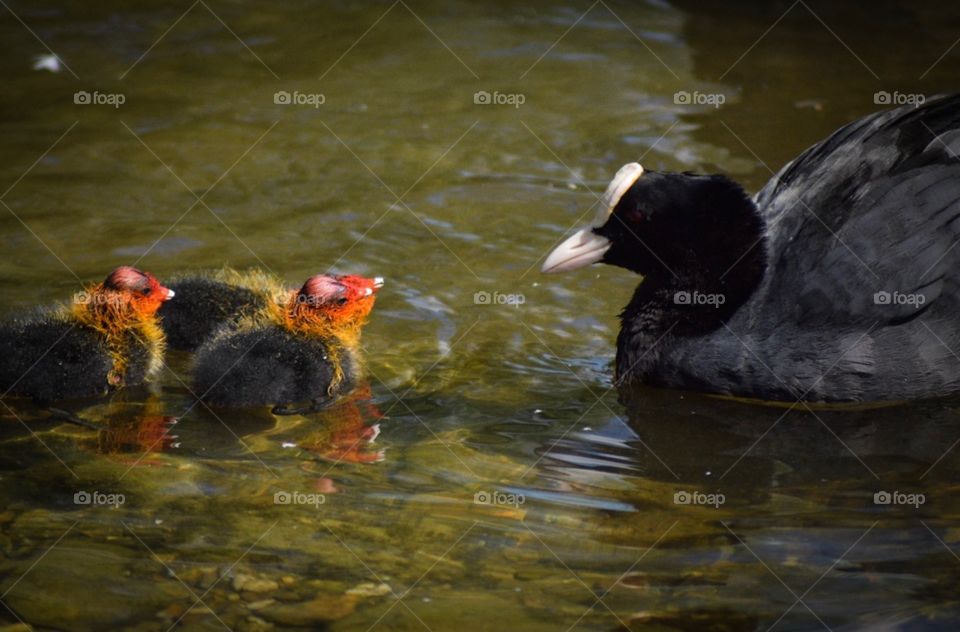 Mother and babies