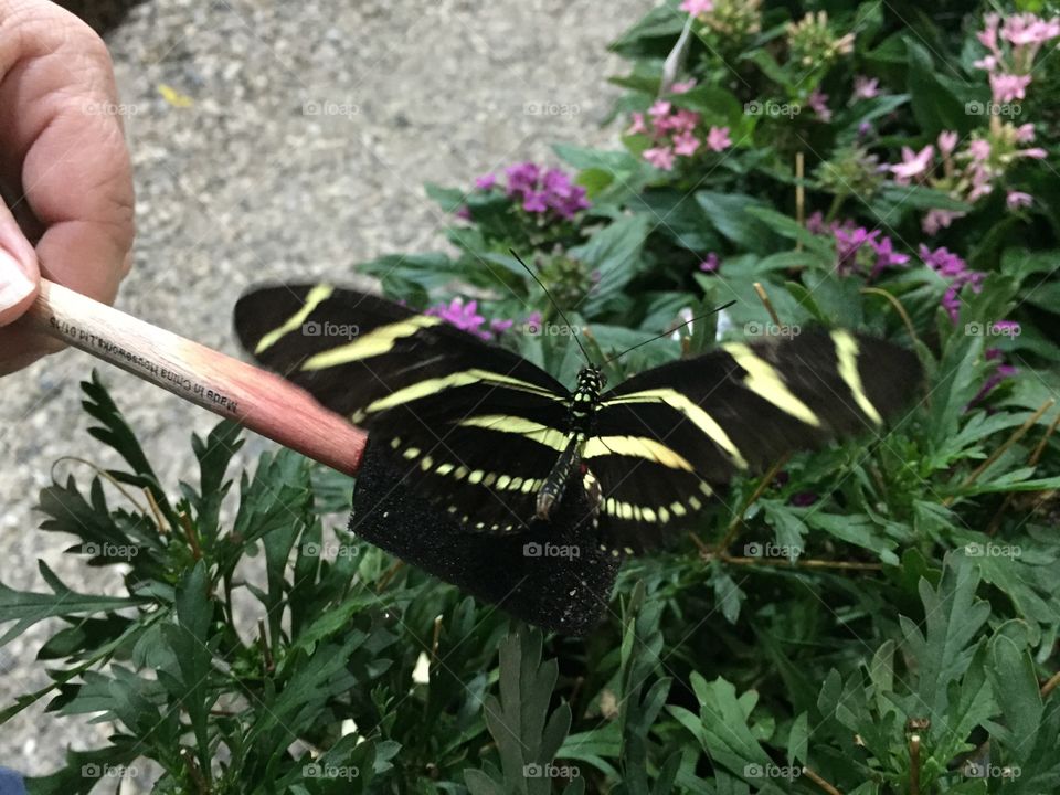 Feeding a butterfly