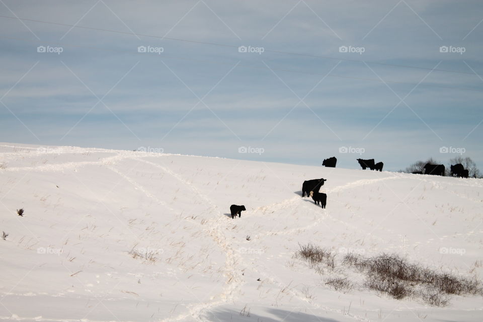 Cows atop a snowy hill
