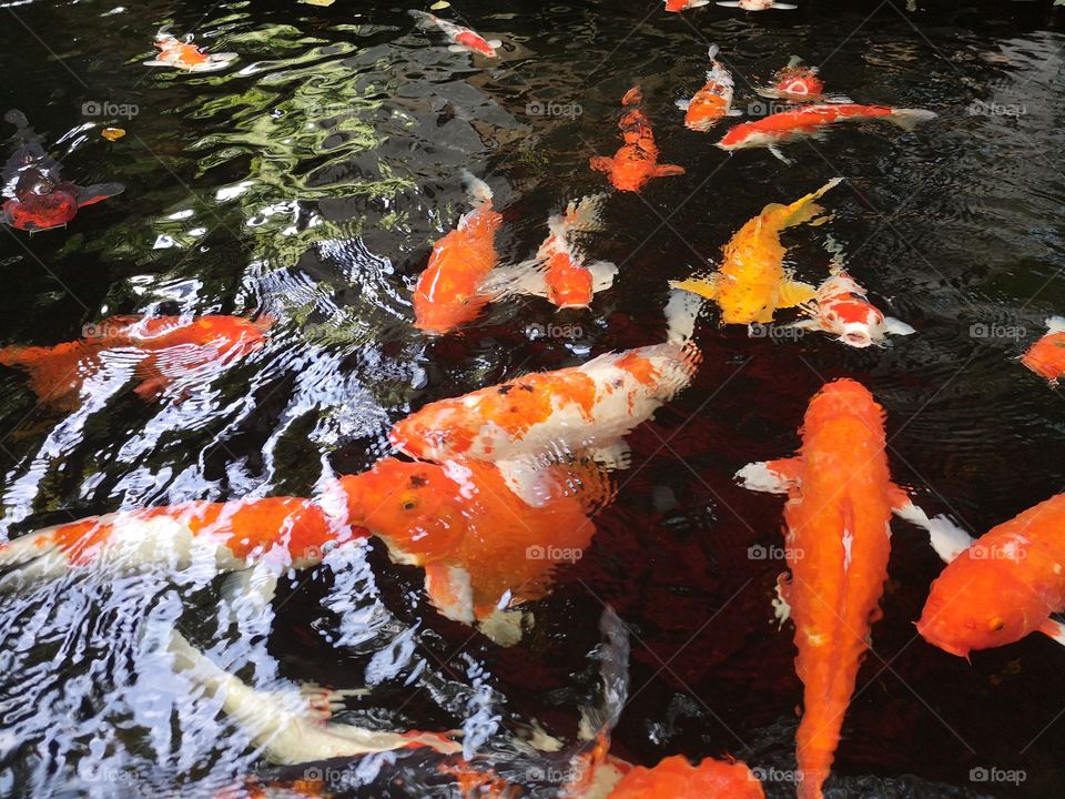 Fancy​ carp​ koi fish​