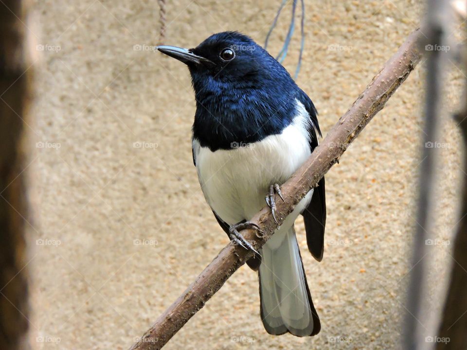 Indian Blue Robin