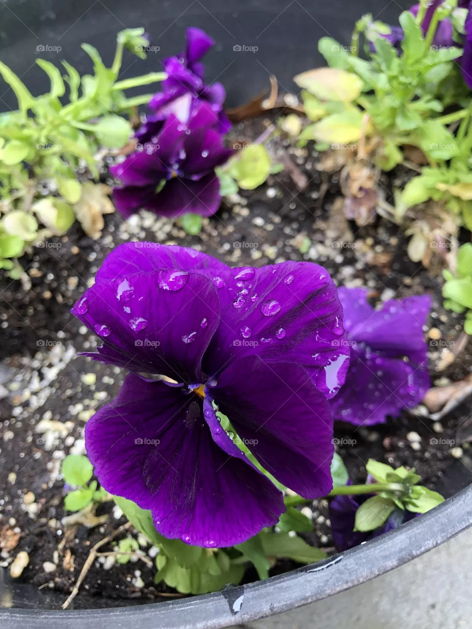 Purple flower 