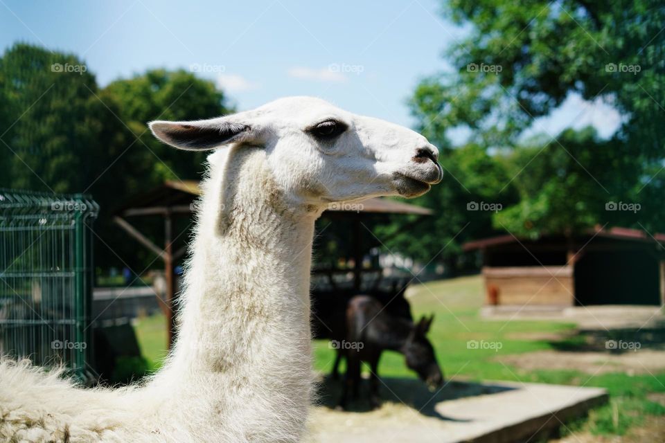 White llama in the zoo