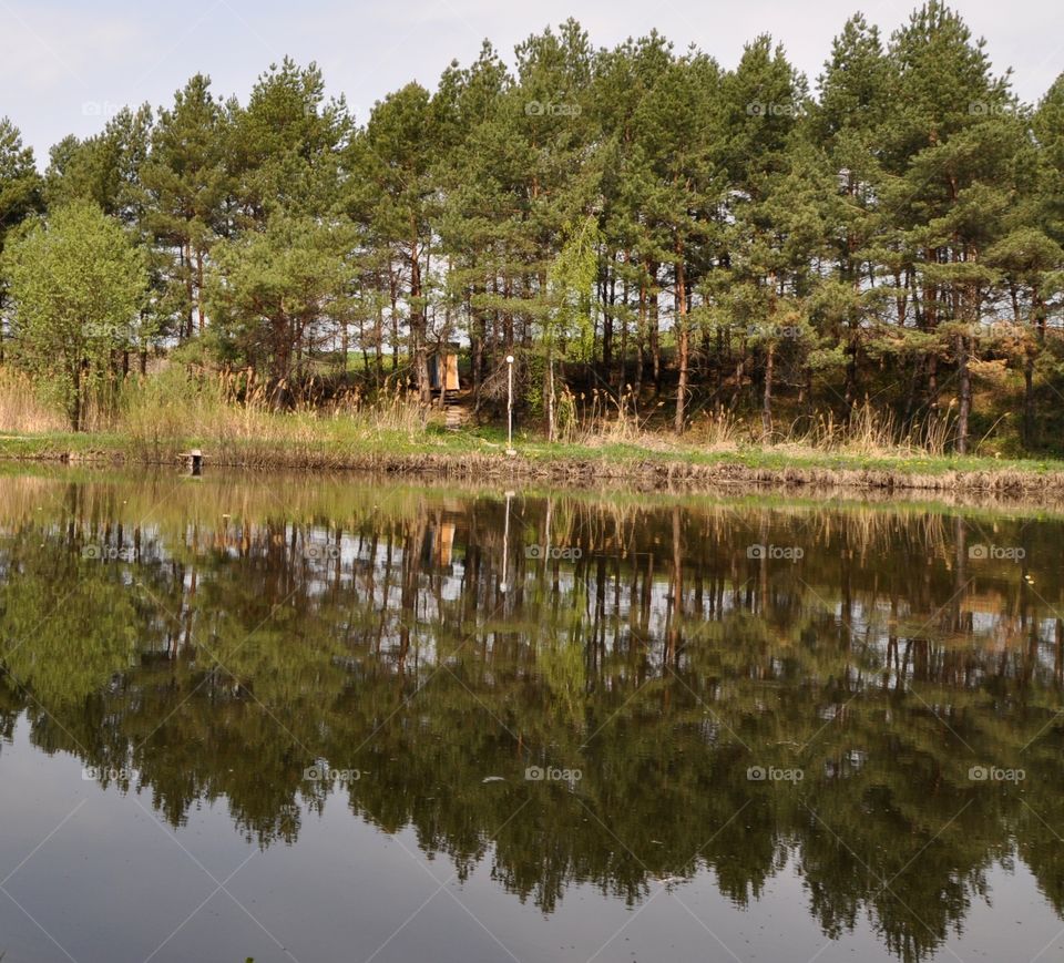 Forest reflection 