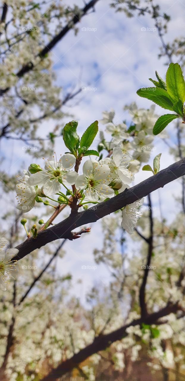 in love with these dreamy whites! feeling like i'm in the middle of a fairy tale!