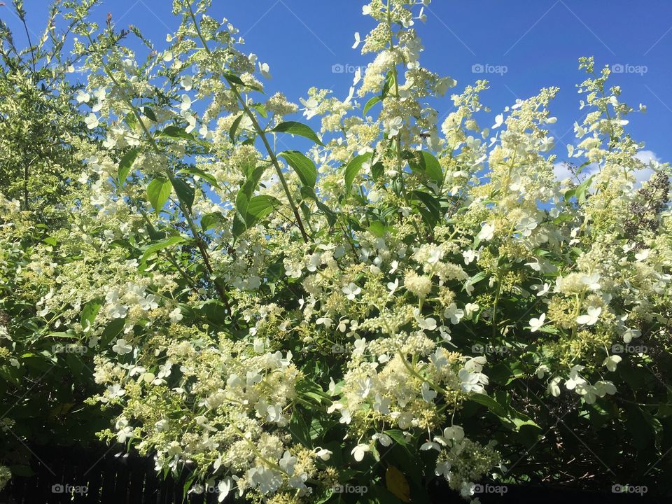 My beautiful garden blooming 