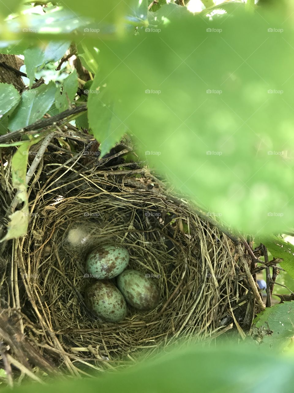 Beautiful nest 