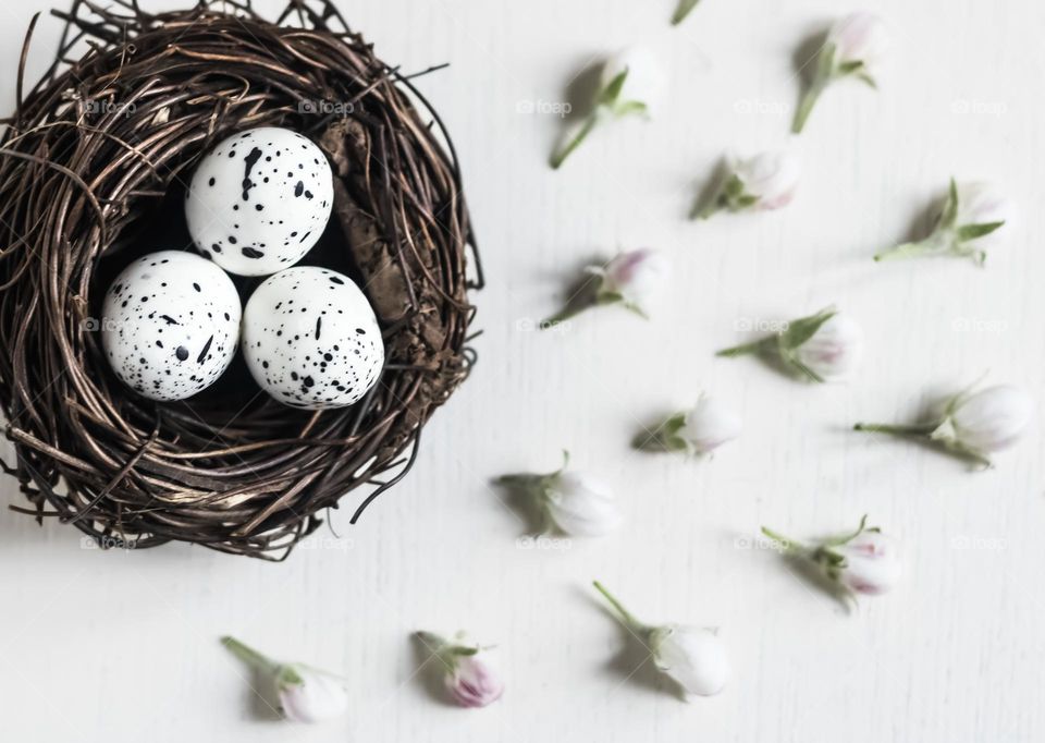 White speckled eggs in a nest with apple blossom on a white background 