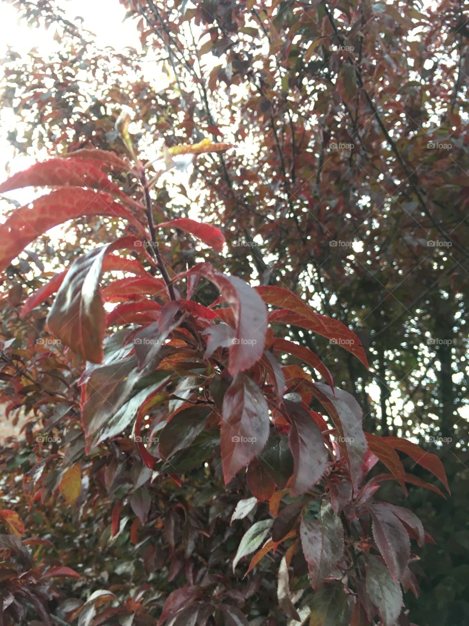 Ornamental cherry tree with pretty red leaves in a garden 
