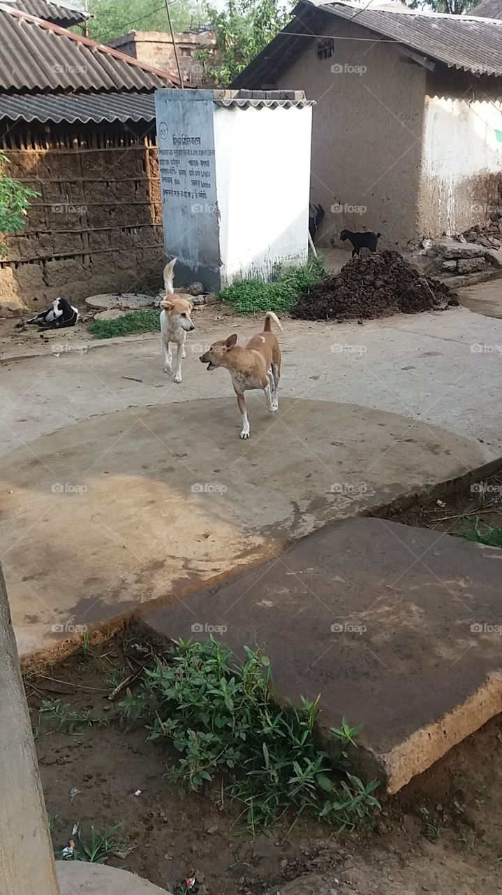 two playing dog