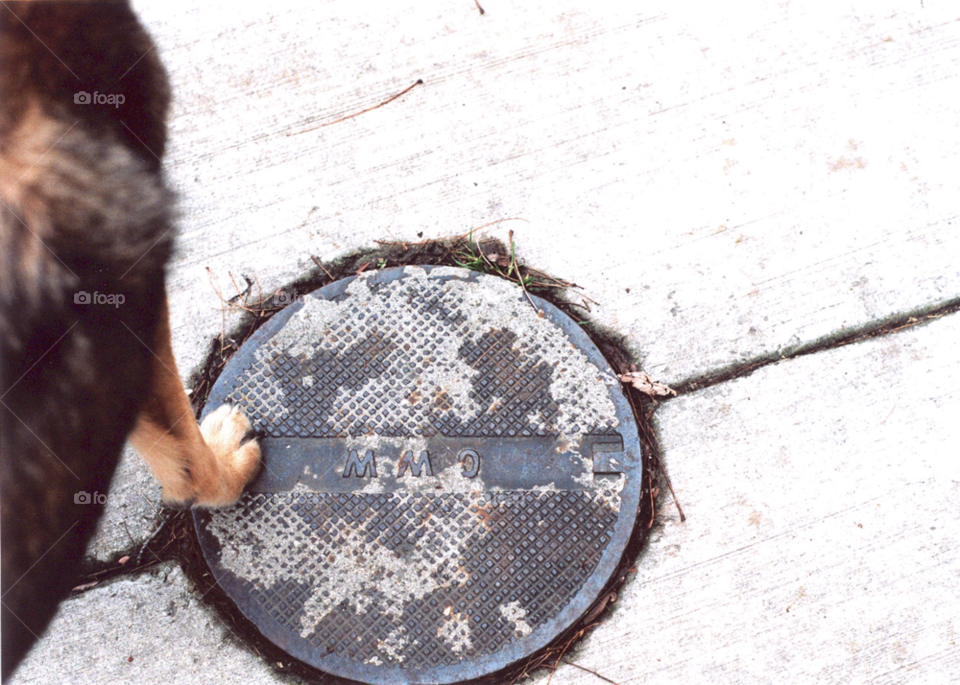 dog water concrete steel by squishypie