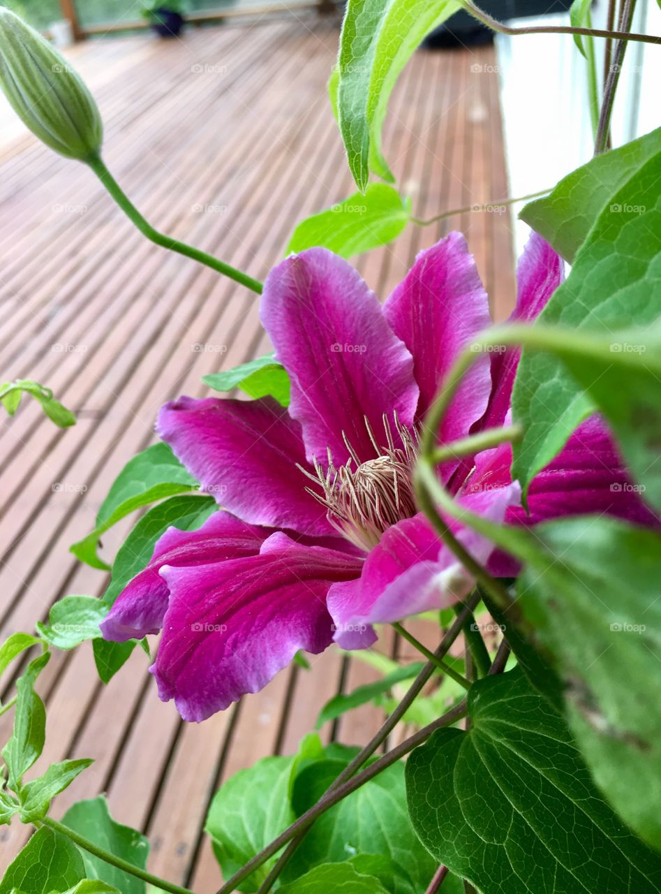 Clematis 