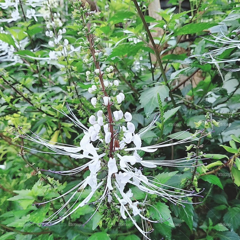 White orthosipon aristatus flower