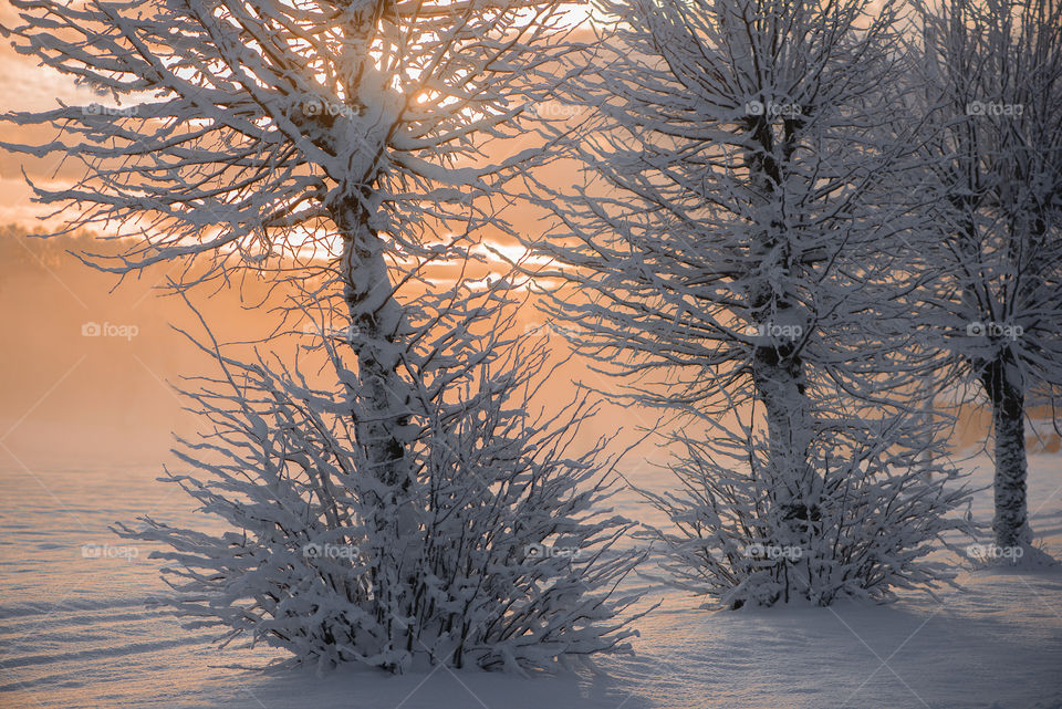 Winter morning sunrise in Krimulda, Latvia