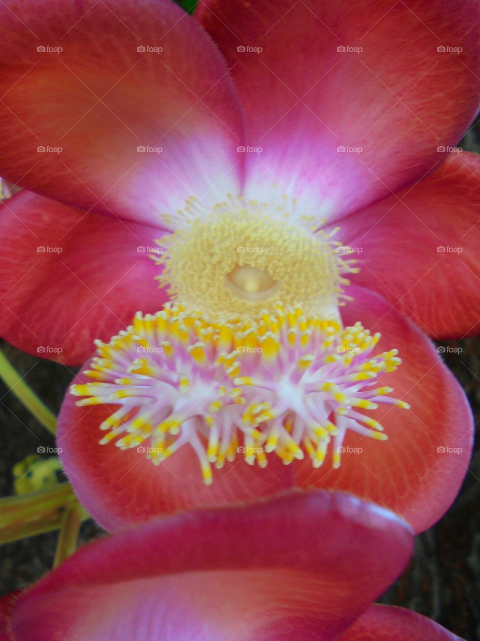 Cannonball tree flower