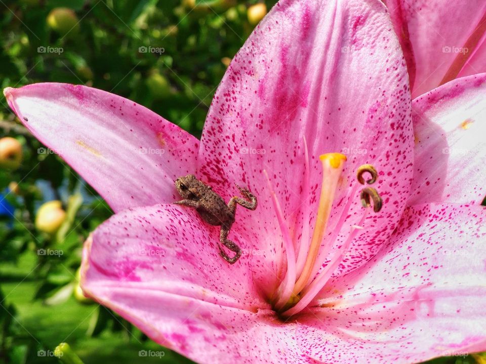 A frog in a lilly flower