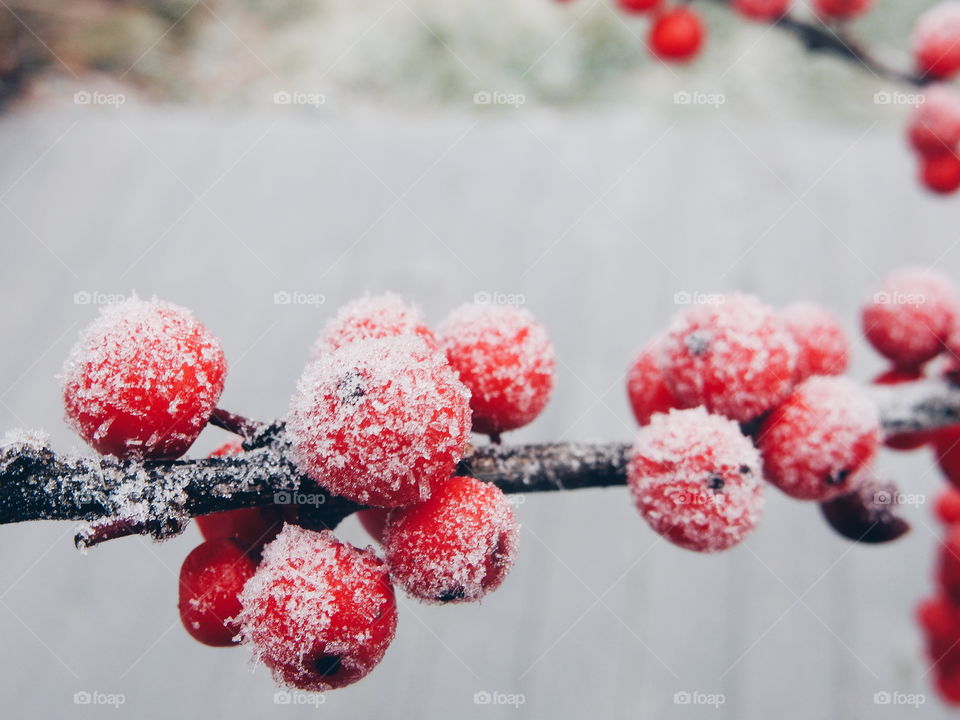 View of red frosty berries on branch