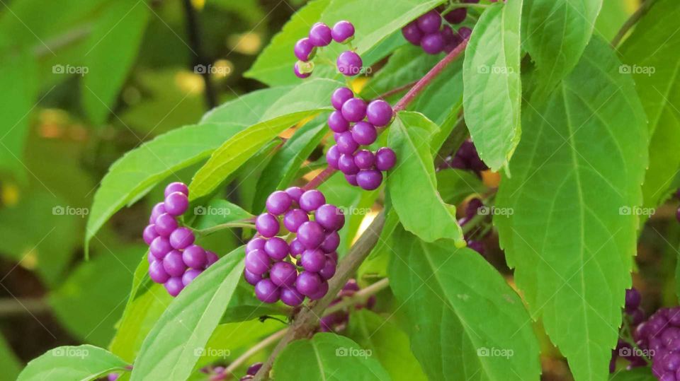 Berry shrub in the fall
