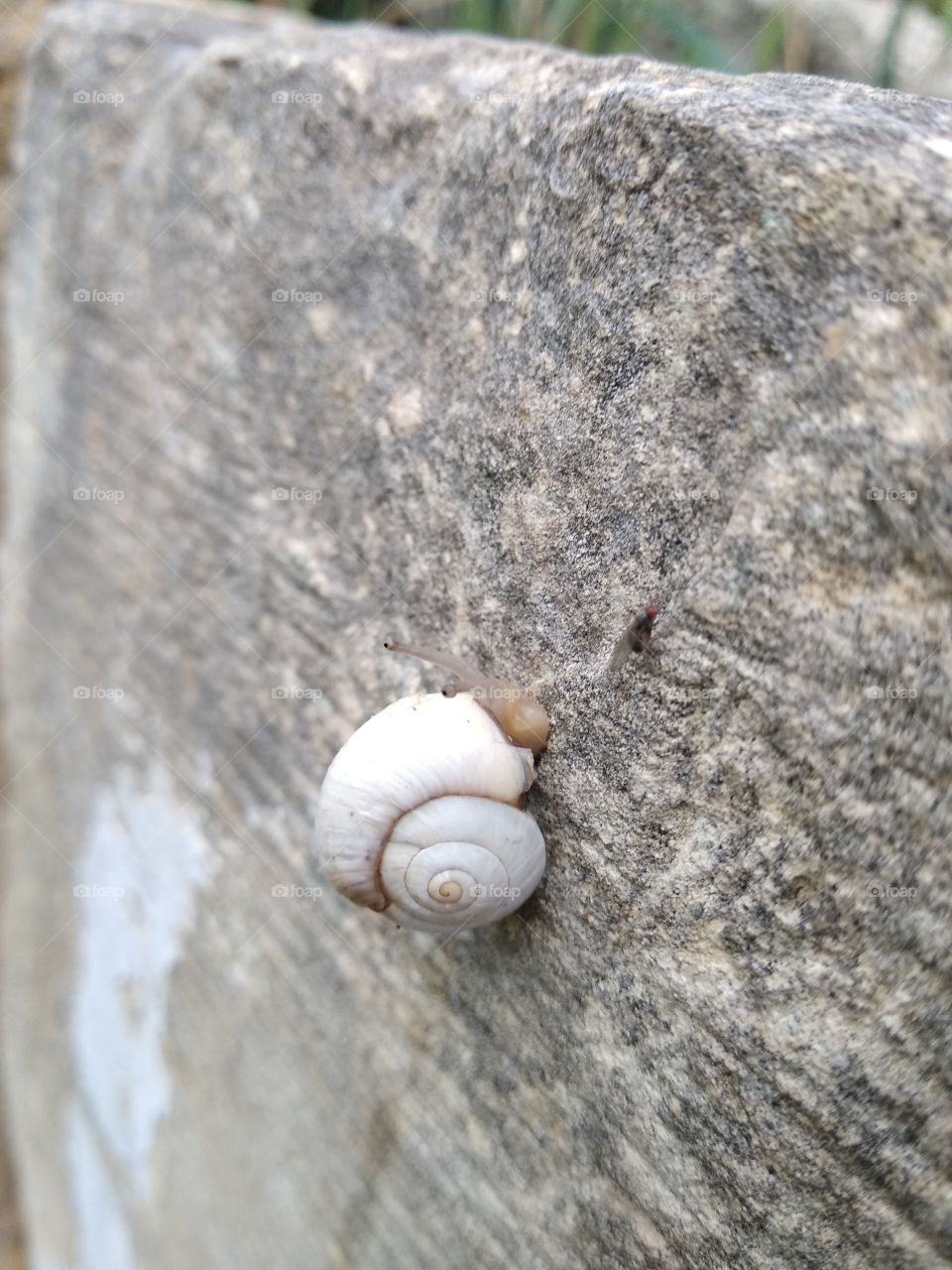 Snail