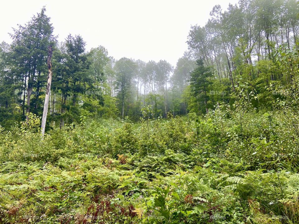 Wilderness forest in Michigan’s Upper Peninsula 