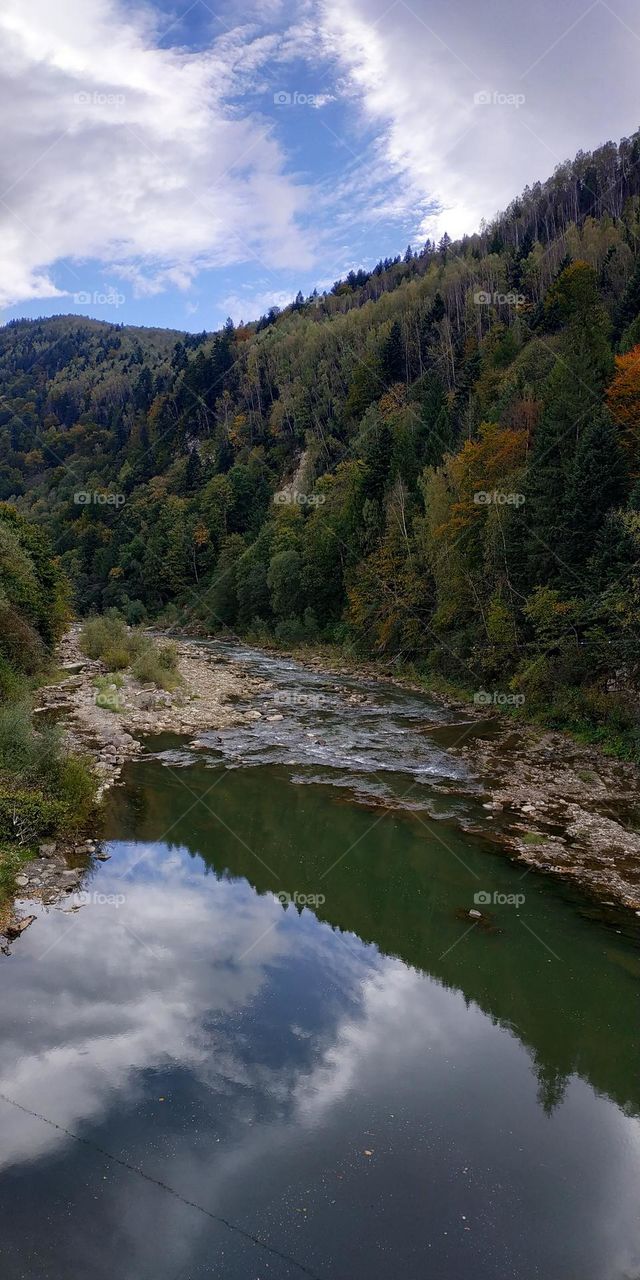Mountain covered with dense pine tree forest reflection in the water of the river. Fast mountain river running over the stone. Blue sky reflection in the water. Forest view, nature landscape in autumn Carpathians.