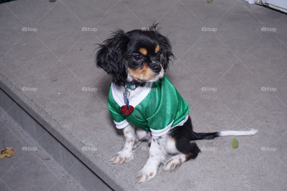 Cavalier King Charles Spaniel puppy wearing his University of North Dakota jersey 