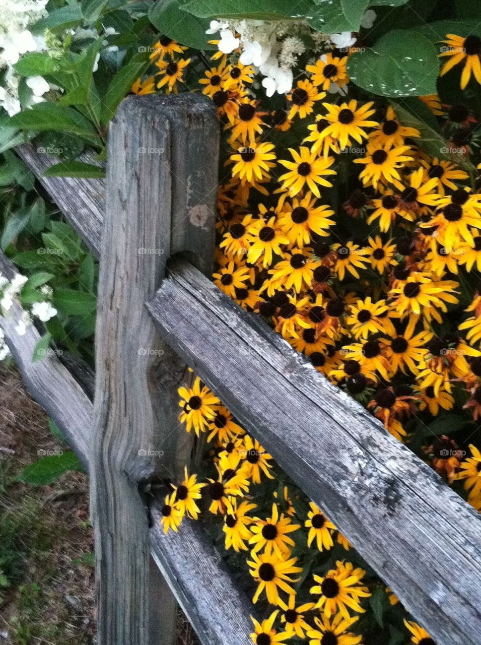 Split Rail and Flowers