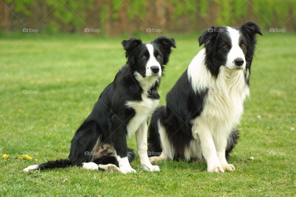 Border Collie Pair