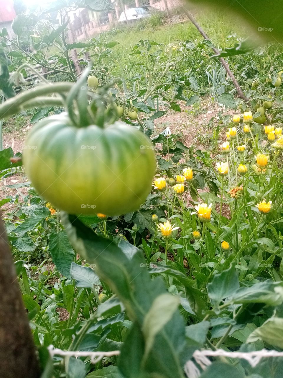 Permacultural garden