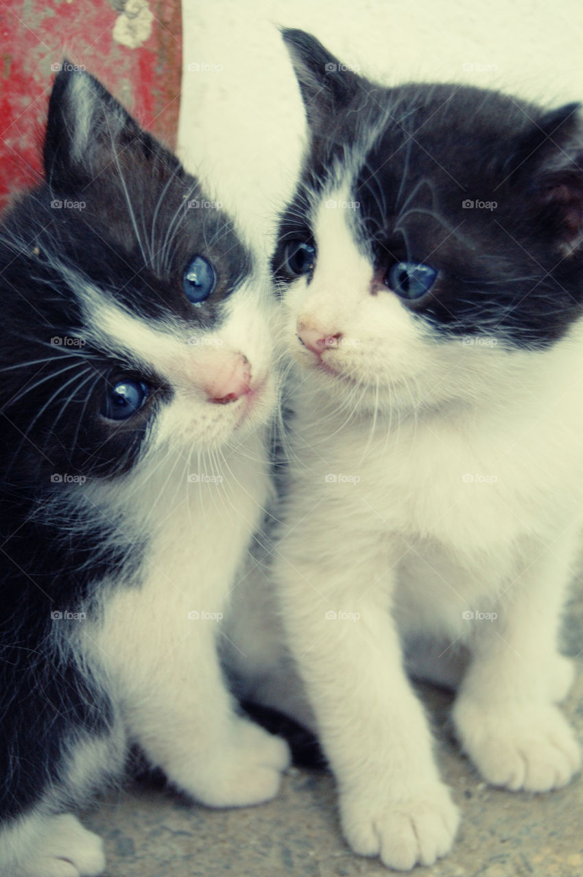 Close-up of two cats