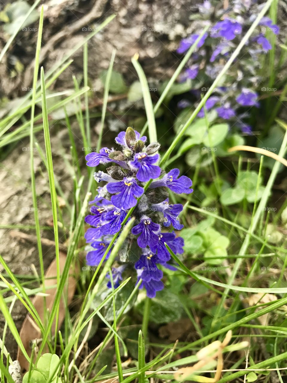 Small purple flowers