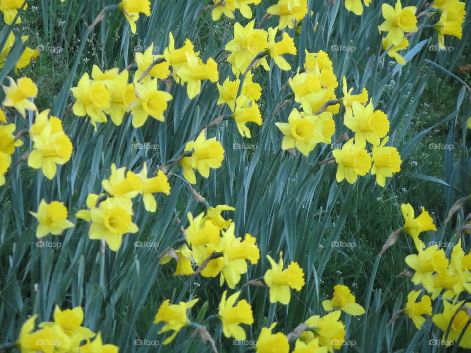 Daffodil, Narcissus, Flower, Easter, Flora