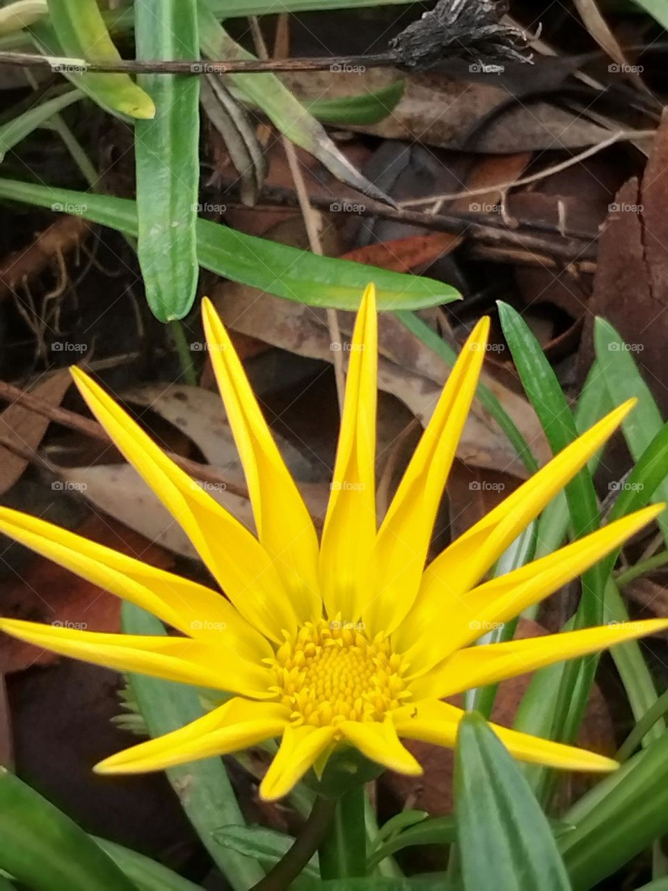 yellow Gazania