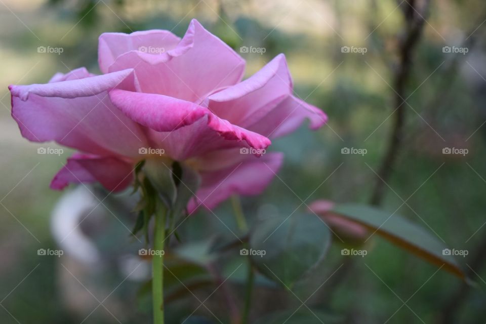 The pink rose in garden 
