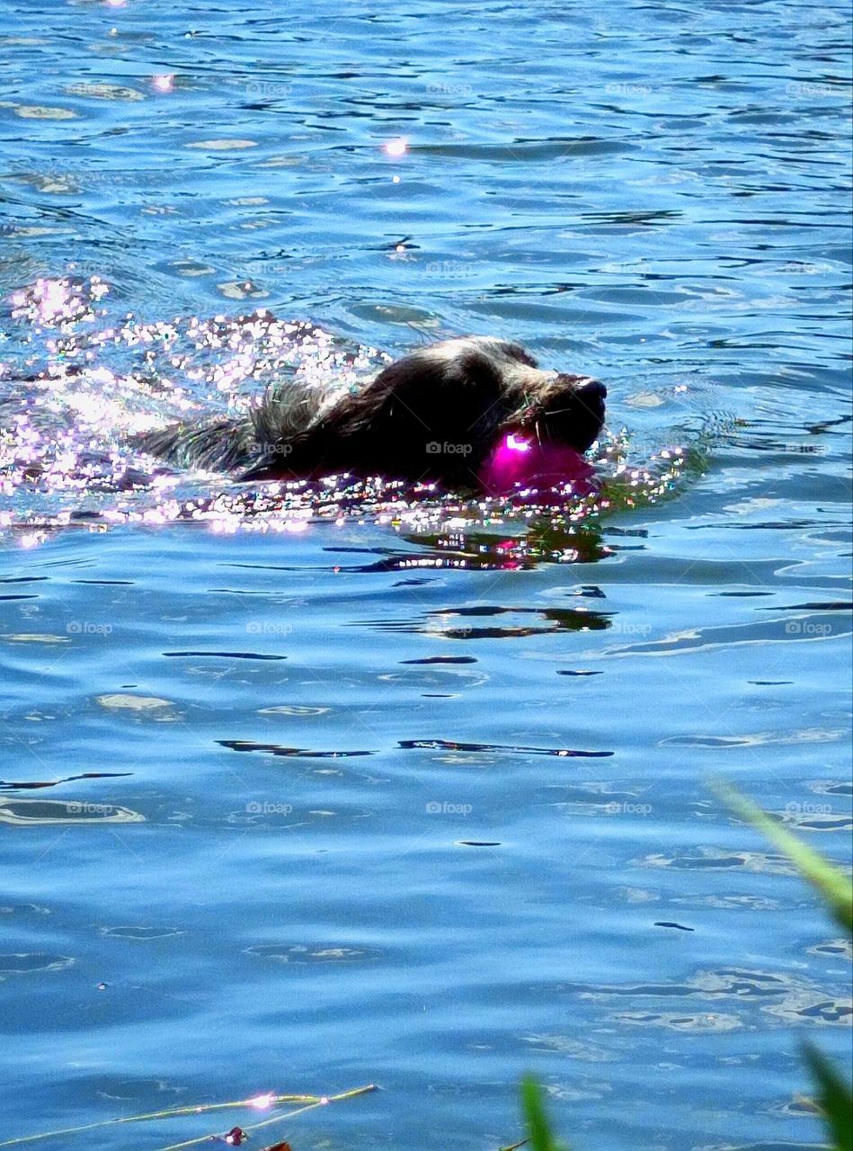 A black dog swims in the water with a pink ball in its mouth