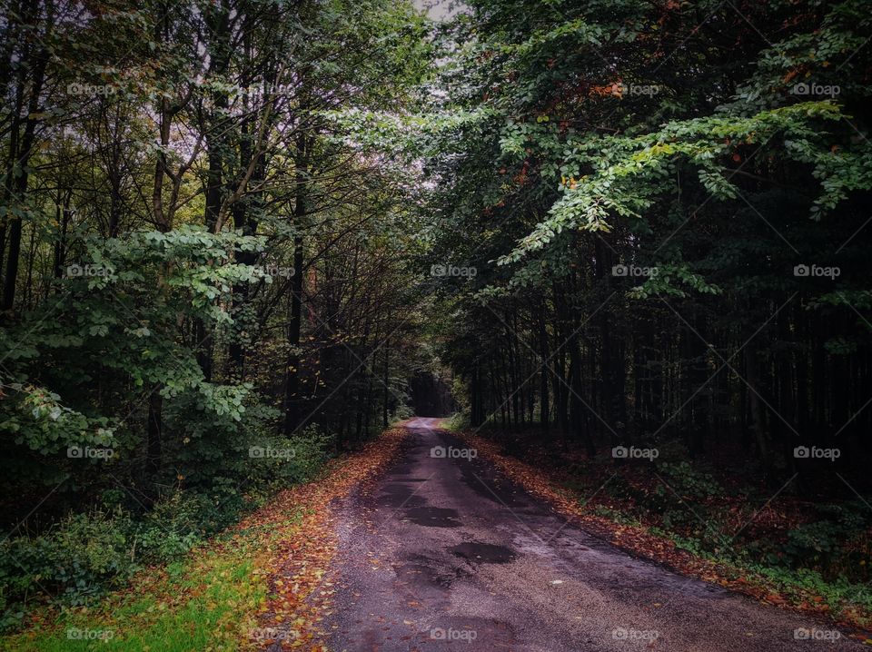 Лесная дорога 