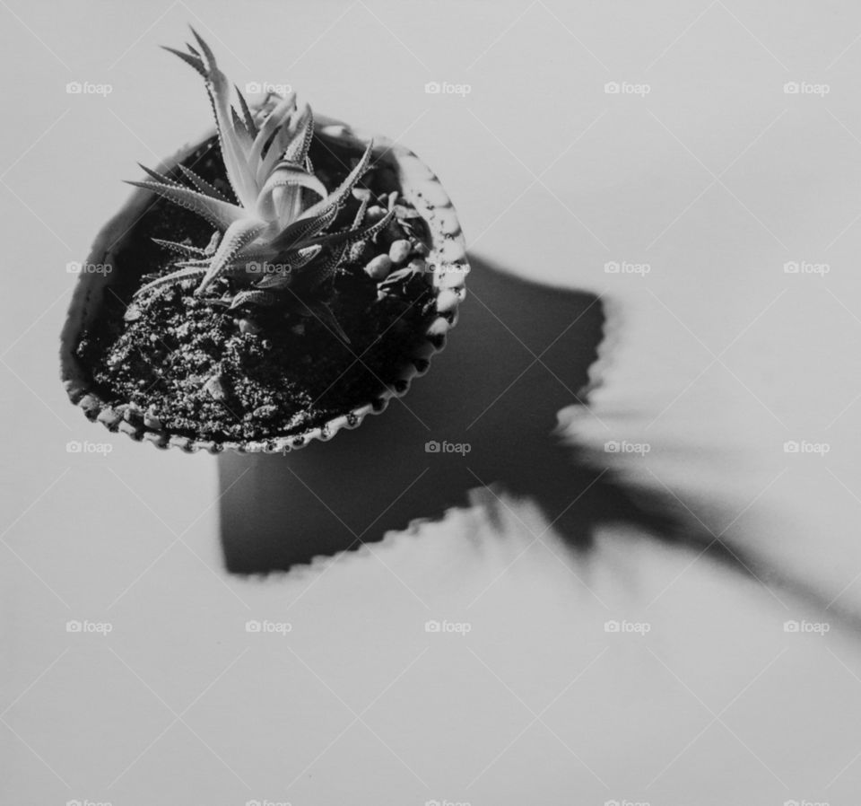 succulent in a shell