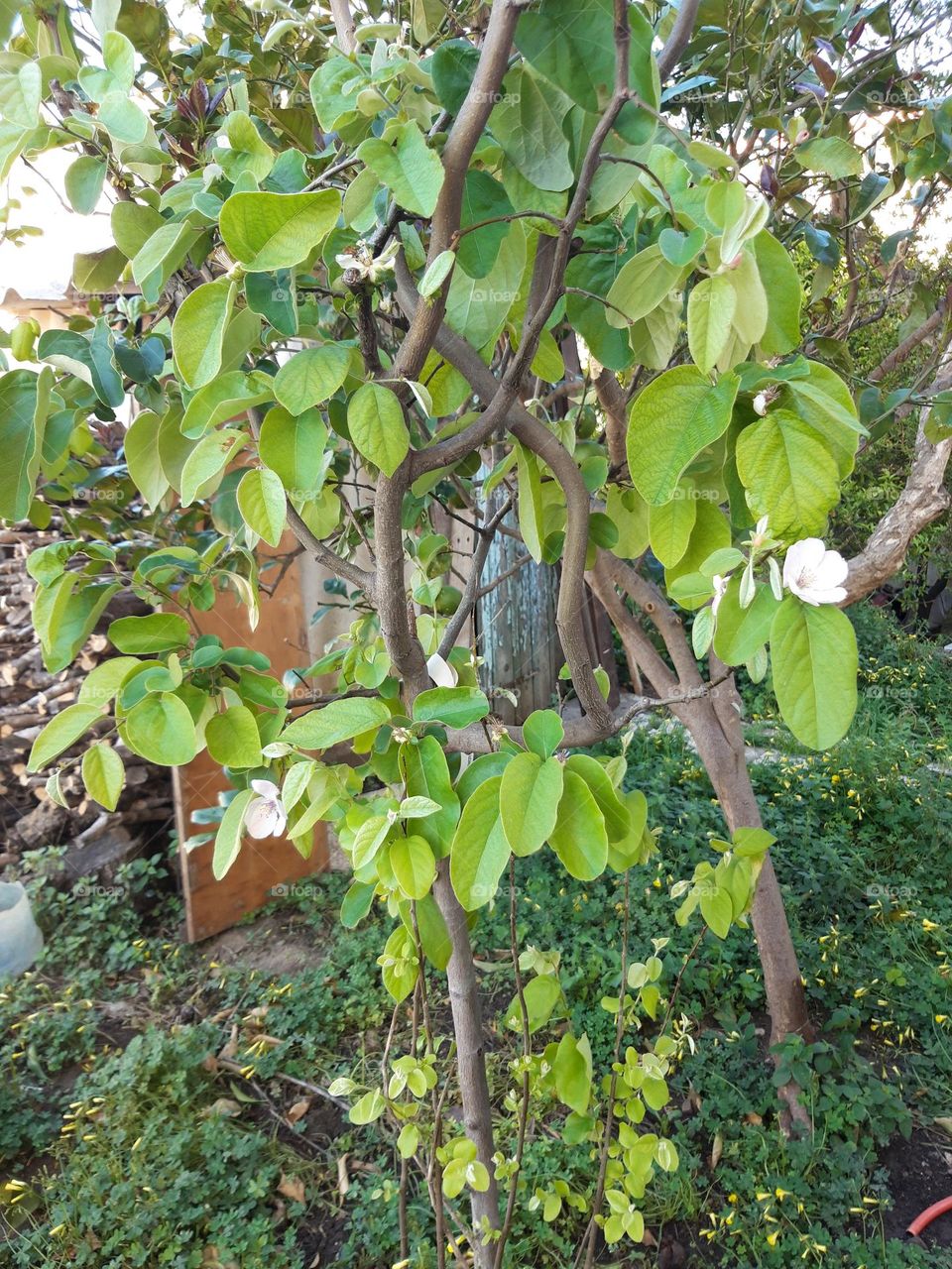 Little Trees growing!