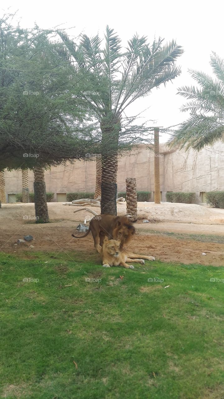 zoo.lion.